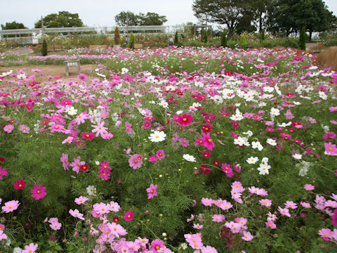 Cosmos bipinnatus