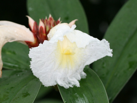 Costus speciosus