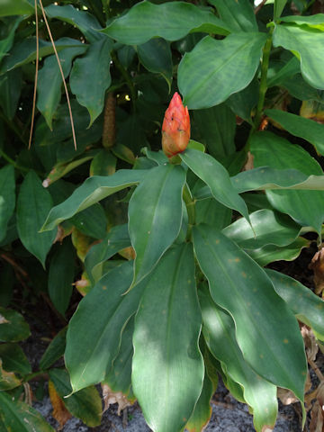 Costus speciosus