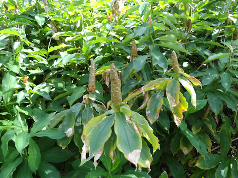 Costus speciosus