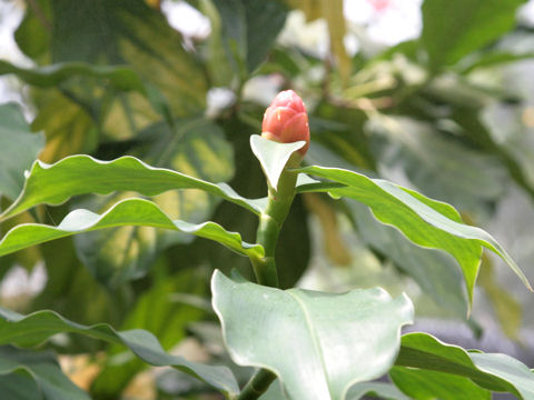 Costus spicatus