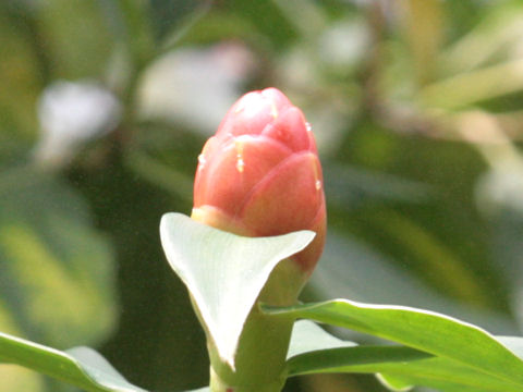 Costus spicatus