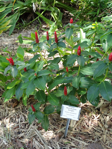 Costus woodsonii