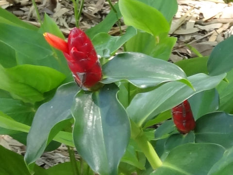 Costus woodsonii