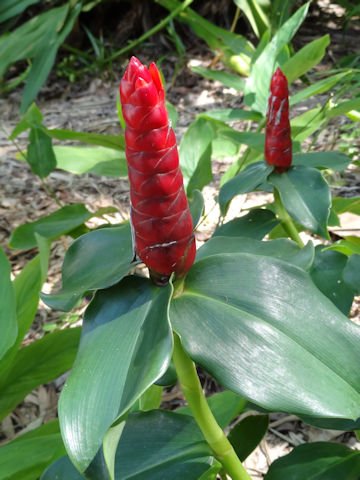 Costus woodsonii