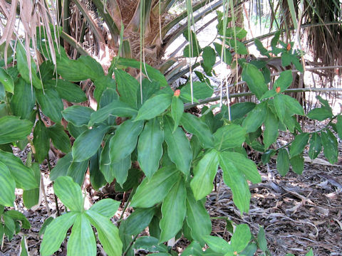 Costus woodsonii