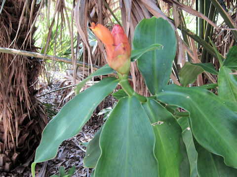 Costus woodsonii