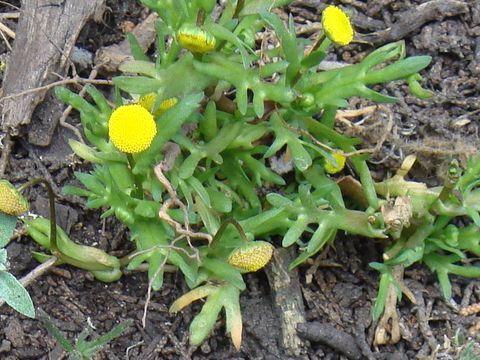 Cotula coronopifolia