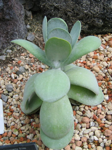 Cotyledon decussata