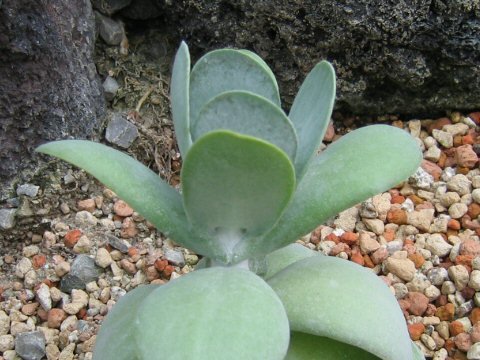 Cotyledon decussata