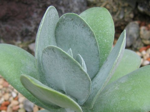 Cotyledon decussata