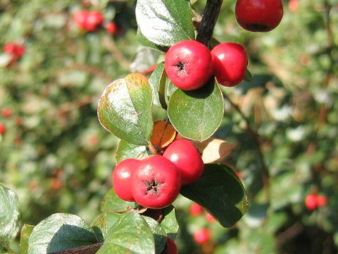 Cotoneaster distichus