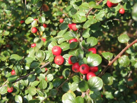 Cotoneaster distichus