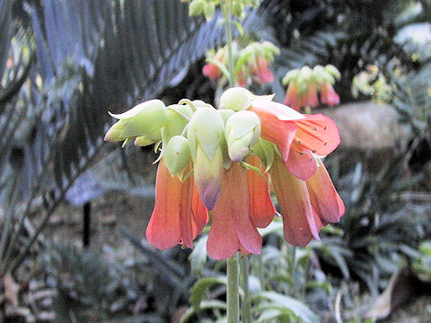 Cotyledon orbiculata var. higginsiae