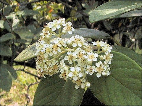 Cotoneaster lactea