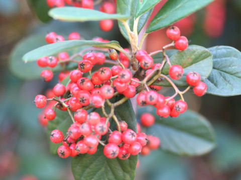 Cotoneaster lactea