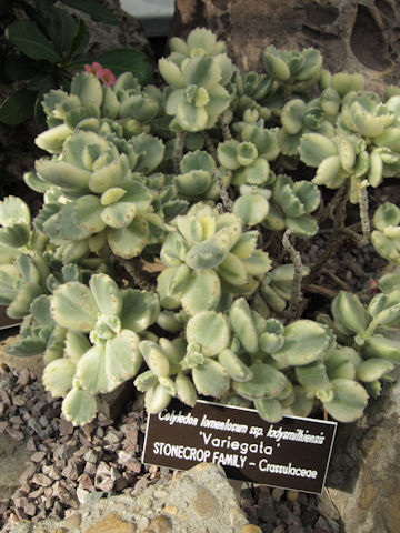 Cotyledon tomentosa ssp. ladismithiensis cv. Variegata