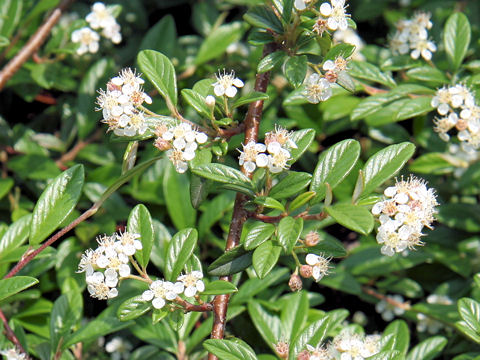 Cotoneaster sp.