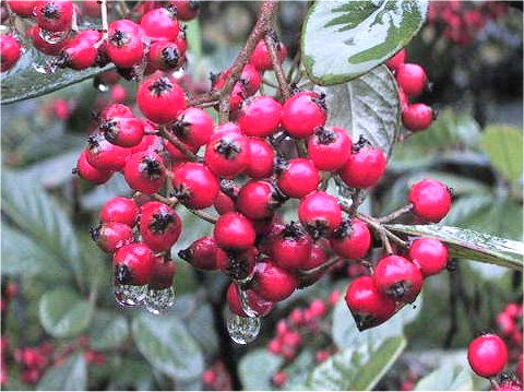 Cotoneaster lactea