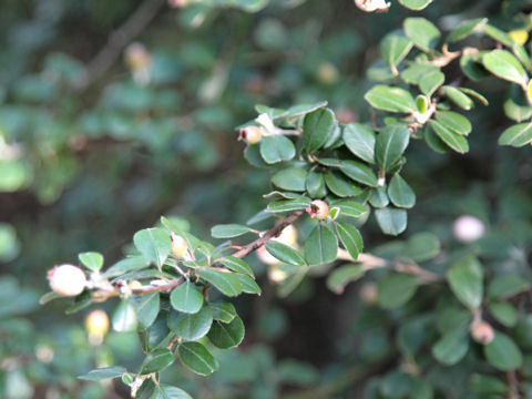 Cotoneaster sp.