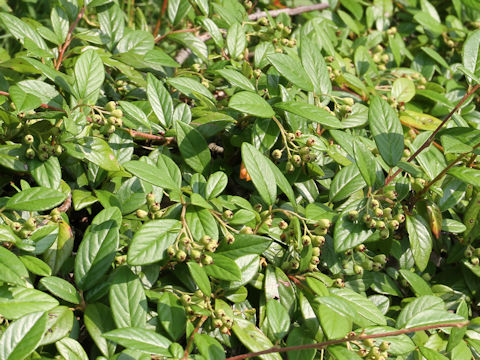 Cotoneaster sp.