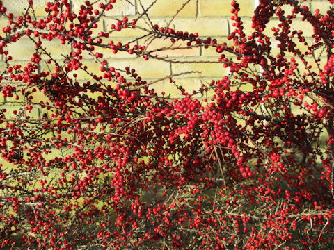 Cotoneaster sp.