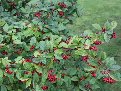 Cotoneaster sp.