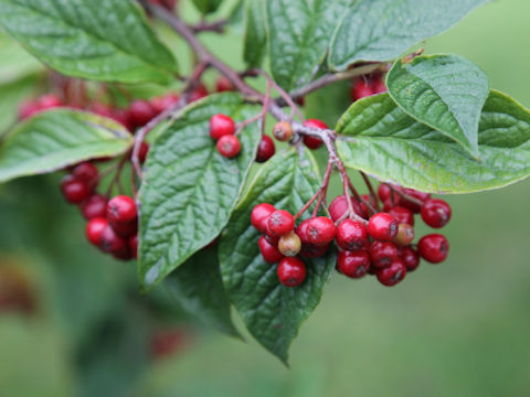 Cotoneaster sp.