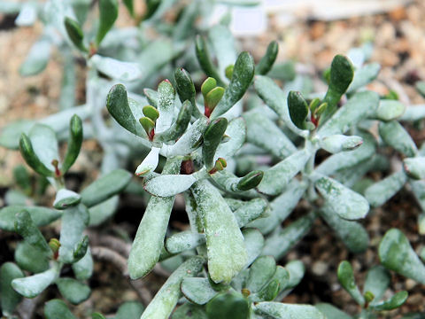 Cotyledon orbiculata var. oophylla