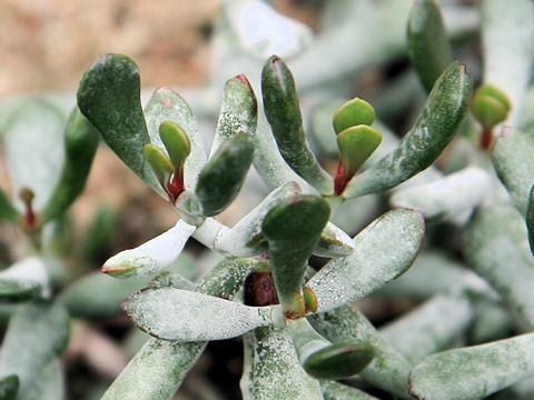 Cotyledon orbiculata var. oophylla