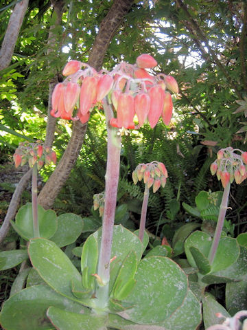 Cotyledon orbiculata