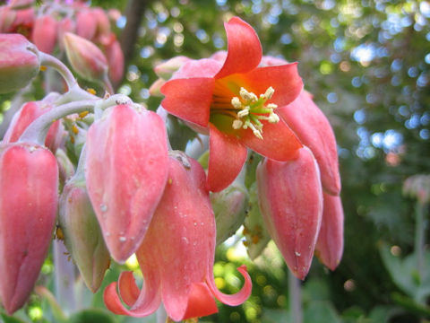 Cotyledon orbiculata