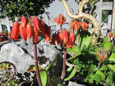 Cotyledon orbiculata