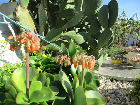 Cotyledon orbiculata