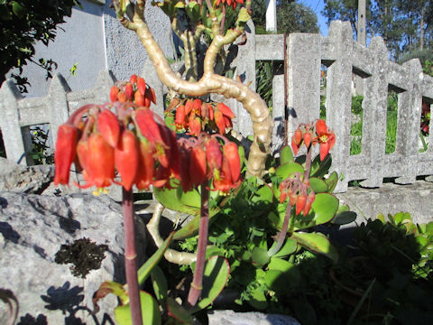 Cotyledon orbiculata