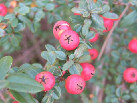 Cotoneaster permutatus