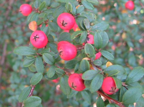 Cotoneaster permutatus