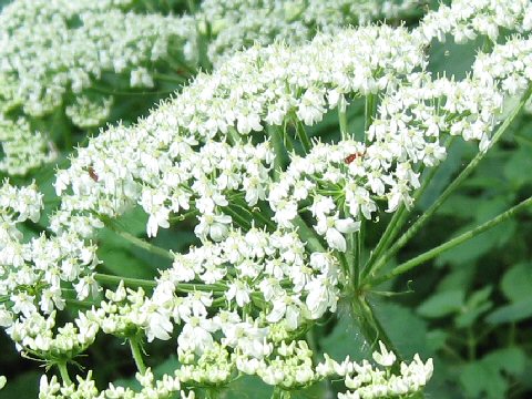 Heracleum lanatum