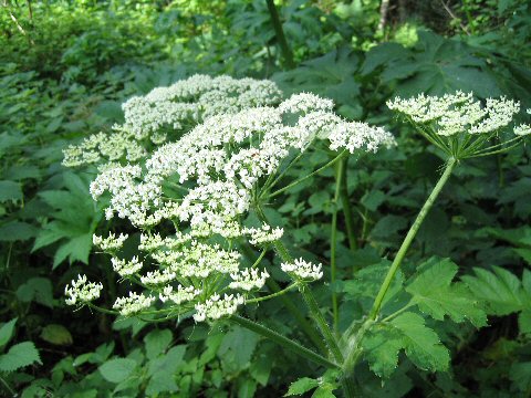 Heracleum lanatum