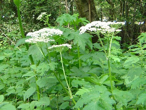 Heracleum lanatum