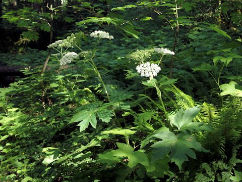 Heracleum lanatum