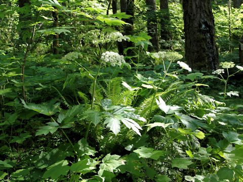 Heracleum lanatum