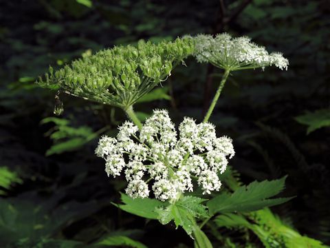 Heracleum lanatum