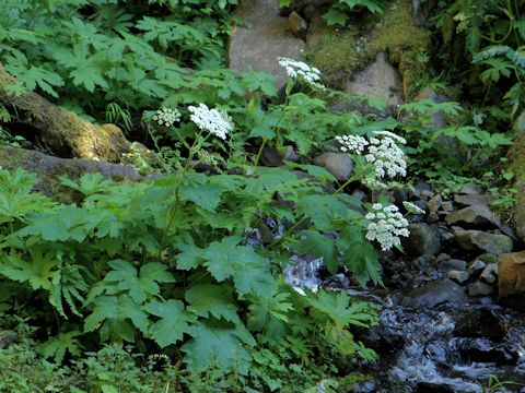 Heracleum lanatum