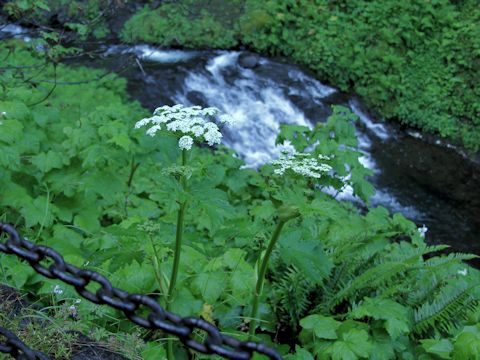 Heracleum lanatum