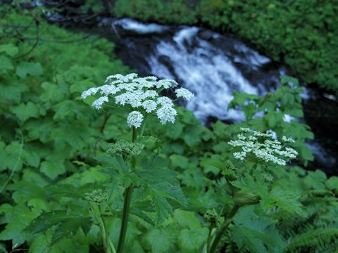 Heracleum lanatum