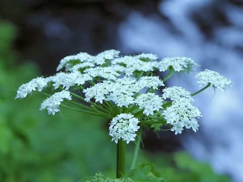 Heracleum lanatum