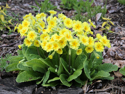 Primula veris