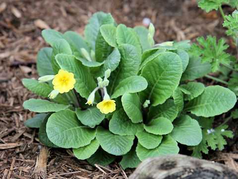 Primula veris