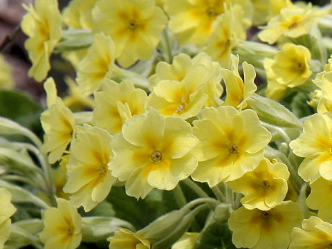 Primula veris